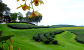 Tea Plantations ไร่ชาหัวใจของทัวร์เชียงราย Tea Plantations ไร่ชาหัวใจของทัวร์เชียงราย