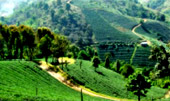 Tea Plantations ไร่ชาหัวใจของทัวร์เชียงราย Tea Plantations ไร่ชาหัวใจของทัวร์เชียงราย