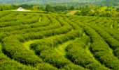 Tea Plantations ไร่ชาหัวใจของทัวร์เชียงราย Tea Plantations ไร่ชาหัวใจของทัวร์เชียงราย