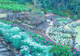 Day Trip On Top : ผจญภัยบนดอย และวัฒนธรรม เชียงราย Day Trip On Top : ผจญภัยบนดอย และวัฒนธรรม เชียงราย