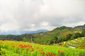 Chiang Mai Concerns Chiang Mai Concerns