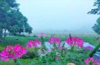 ChiangMai by Design ChiangMai by Design