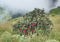 ChiangMai by Design ChiangMai by Design