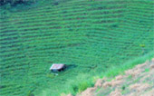 ChiangMai by Design ChiangMai by Design