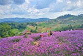 The Flowers 3วัน2คืน The Flowers 3วัน2คืน