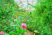 The Flowers 3วัน2คืน The Flowers 3วัน2คืน