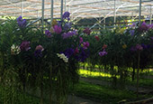 The Flowers 3วัน2คืน The Flowers 3วัน2คืน