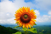 The Flowers 3วัน2คืน The Flowers 3วัน2คืน