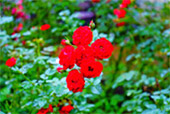 The Flowers 3วัน2คืน The Flowers 3วัน2คืน