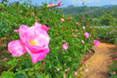 The Flowers 3วัน2คืน The Flowers 3วัน2คืน