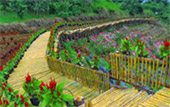 I, Fog flowers..... เชียงใหม่ แม่คำปอง กิ่วฝิ่น I, Fog flowers..... เชียงใหม่ แม่คำปอง กิ่วฝิ่น