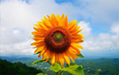 I, Fog flowers..... เชียงใหม่ แม่คำปอง กิ่วฝิ่น I, Fog flowers..... เชียงใหม่ แม่คำปอง กิ่วฝิ่น