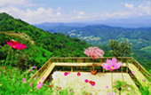 I, Fog flowers..... เชียงใหม่ แม่คำปอง กิ่วฝิ่น I, Fog flowers..... เชียงใหม่ แม่คำปอง กิ่วฝิ่น