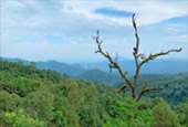 I, Fog flowers..... เชียงใหม่ แม่คำปอง กิ่วฝิ่น I, Fog flowers..... เชียงใหม่ แม่คำปอง กิ่วฝิ่น