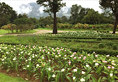 I, Fog flowers..... เชียงใหม่ แม่คำปอง กิ่วฝิ่น I, Fog flowers..... เชียงใหม่ แม่คำปอง กิ่วฝิ่น