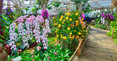 I, Fog flowers..... เชียงใหม่ แม่คำปอง กิ่วฝิ่น I, Fog flowers..... เชียงใหม่ แม่คำปอง กิ่วฝิ่น