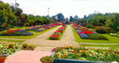 I, Fog flowers..... เชียงใหม่ แม่คำปอง กิ่วฝิ่น I, Fog flowers..... เชียงใหม่ แม่คำปอง กิ่วฝิ่น