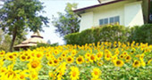 I, Fog flowers..... เชียงใหม่ แม่คำปอง กิ่วฝิ่น I, Fog flowers..... เชียงใหม่ แม่คำปอง กิ่วฝิ่น
