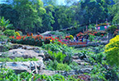 I, Fog flowers..... เชียงใหม่ แม่คำปอง กิ่วฝิ่น I, Fog flowers..... เชียงใหม่ แม่คำปอง กิ่วฝิ่น