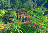 I, Fog flowers..... เชียงใหม่ แม่คำปอง กิ่วฝิ่น I, Fog flowers..... เชียงใหม่ แม่คำปอง กิ่วฝิ่น