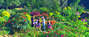ทัวร์ดอยสุเทพ พระตำหนักภูพิงค์ บ้านม้งดอยปุย ครึ่งวัน