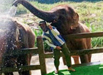 Elephant Care