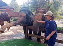 Elephant Care