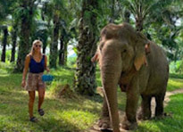 Elephant Care