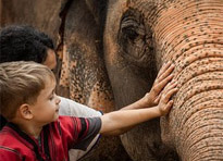Elephant Care