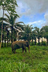 Elephant Care
