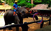 Activities Day เชียงใหม่ Activities Day เชียงใหม่
