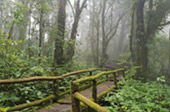 Cold Forest: เดินป่า ชมกิ่วแม่ปาน Cold Forest: เดินป่า ชมกิ่วแม่ปาน
