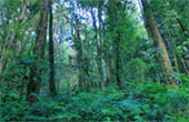 Cold Forest: เดินป่า ชมกิ่วแม่ปาน Cold Forest: เดินป่า ชมกิ่วแม่ปาน