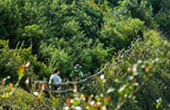 Cold Forest: เดินป่า ชมกิ่วแม่ปาน Cold Forest: เดินป่า ชมกิ่วแม่ปาน