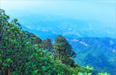 Cold Forest: เดินป่า ชมกิ่วแม่ปาน Cold Forest: เดินป่า ชมกิ่วแม่ปาน