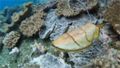 Comfortable Top VIP Snorkeling
