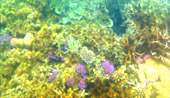 Comfortable Top VIP Snorkeling