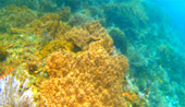Comfortable Top VIP Snorkeling