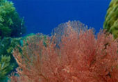 The Dream: ไปให้สุดปลายฝัน Raja Ampat by JC Tour The Dream: ไปให้สุดปลายฝัน Raja Ampat by JC Tour