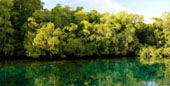 The Dream: ไปให้สุดปลายฝัน Raja Ampat by JC Tour The Dream: ไปให้สุดปลายฝัน Raja Ampat by JC Tour