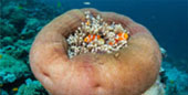 The Dream: ไปให้สุดปลายฝัน Raja Ampat by JC Tour The Dream: ไปให้สุดปลายฝัน Raja Ampat by JC Tour