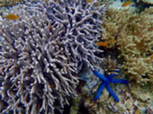 The Dream: ไปให้สุดปลายฝัน Raja Ampat by JC Tour The Dream: ไปให้สุดปลายฝัน Raja Ampat by JC Tour