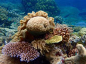 The Dream: ไปให้สุดปลายฝัน Raja Ampat by JC Tour The Dream: ไปให้สุดปลายฝัน Raja Ampat by JC Tour