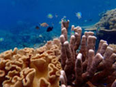 The Dream: ไปให้สุดปลายฝัน Raja Ampat by JC Tour The Dream: ไปให้สุดปลายฝัน Raja Ampat by JC Tour