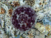 The Dream: ไปให้สุดปลายฝัน Raja Ampat by JC Tour The Dream: ไปให้สุดปลายฝัน Raja Ampat by JC Tour
