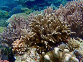 The Dream: ไปให้สุดปลายฝัน Raja Ampat by JC Tour The Dream: ไปให้สุดปลายฝัน Raja Ampat by JC Tour