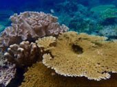 The Dream: ไปให้สุดปลายฝัน Raja Ampat by JC Tour The Dream: ไปให้สุดปลายฝัน Raja Ampat by JC Tour