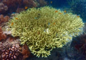 The Dream: ไปให้สุดปลายฝัน Raja Ampat by JC Tour The Dream: ไปให้สุดปลายฝัน Raja Ampat by JC Tour