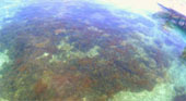 The Dream: ไปให้สุดปลายฝัน Raja Ampat by JC Tour The Dream: ไปให้สุดปลายฝัน Raja Ampat by JC Tour