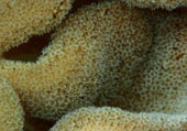 The Dream: ไปให้สุดปลายฝัน Raja Ampat by JC Tour The Dream: ไปให้สุดปลายฝัน Raja Ampat by JC Tour